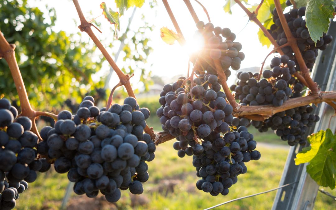 The Brief but Interesting History of Wine-Making in Texas