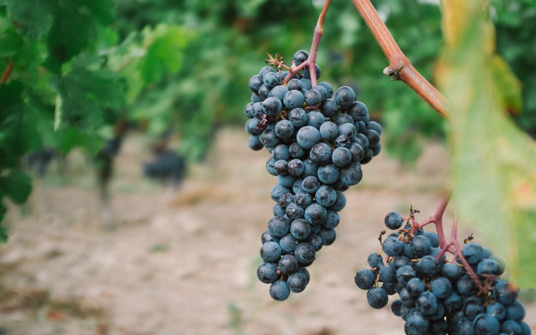Emerging Grape Varietals in Texas Winemaking: A Look at the Latest Trends