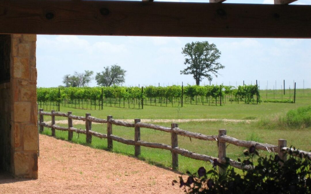 The Beginner’s Guide to Texas Wine