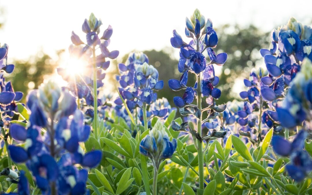 Wildflower Extravaganza